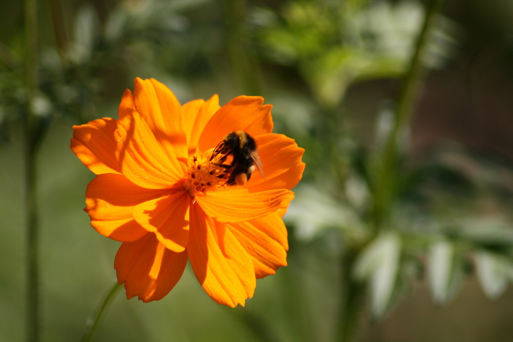 Le bourdon et sa fleur