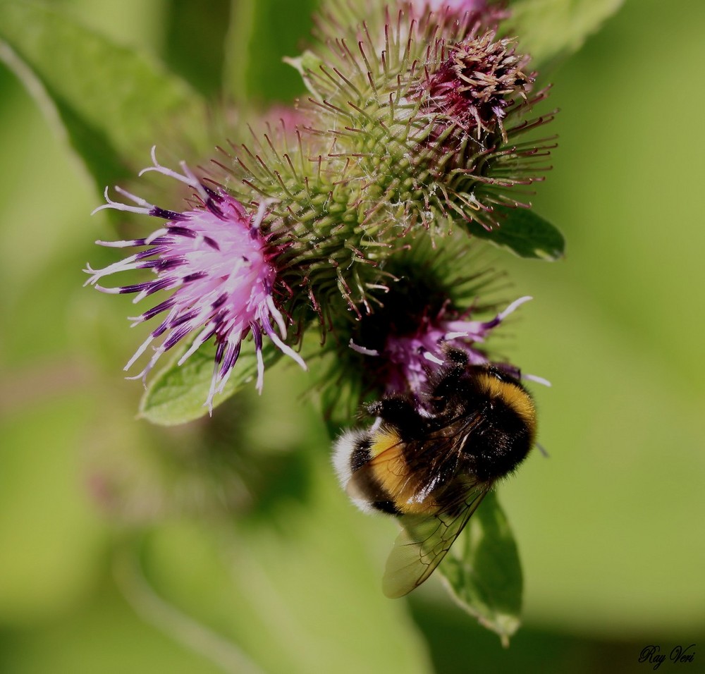 le bourdon sur la fleur