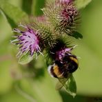 le bourdon sur la fleur