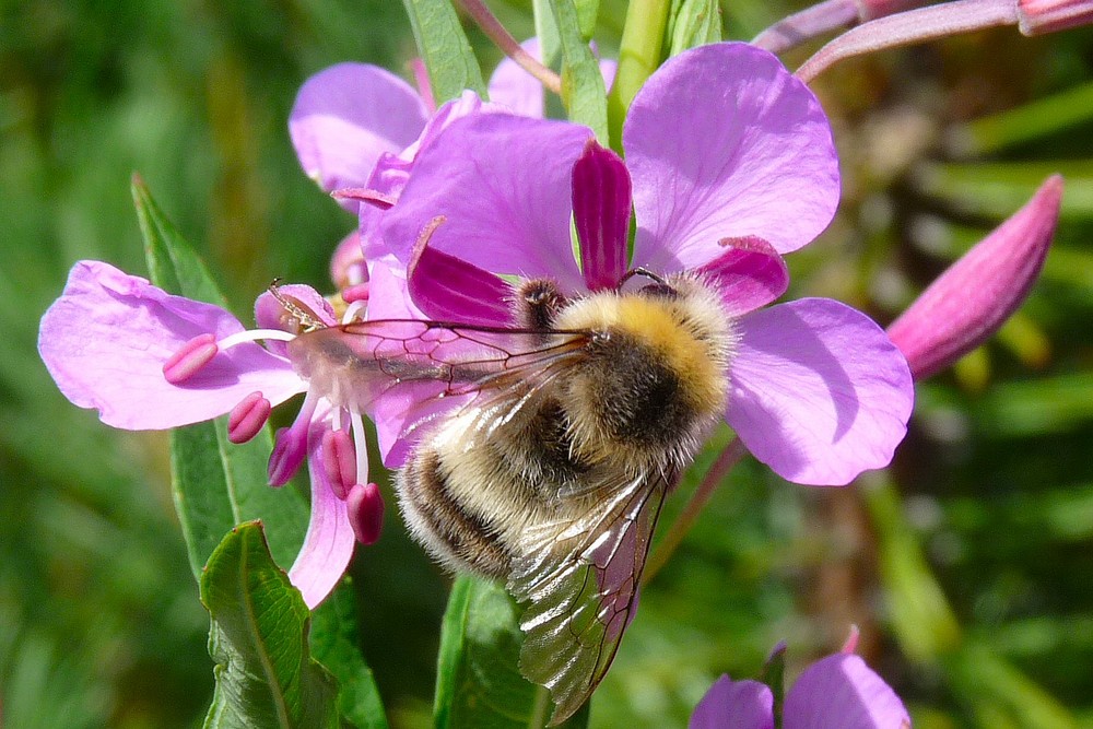 Le bourdon sur la fleur