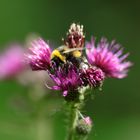 le Bourdon sur sa Fleur