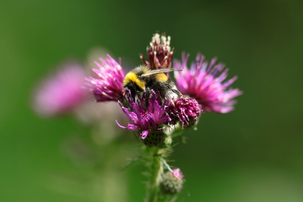 le Bourdon sur sa Fleur