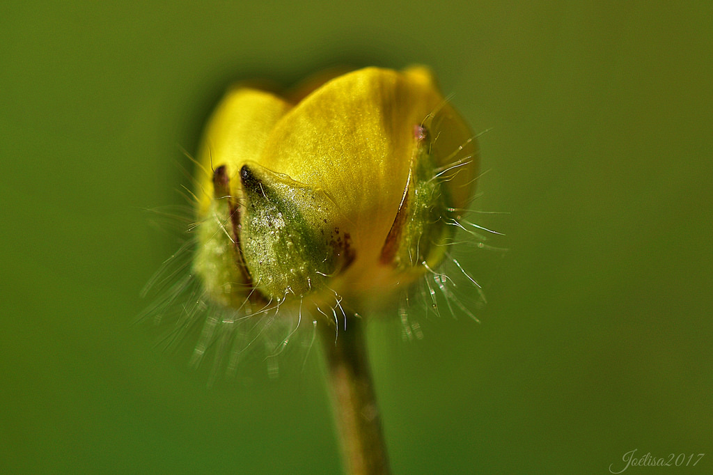 ~~ Le Bouton d' Or... ~~