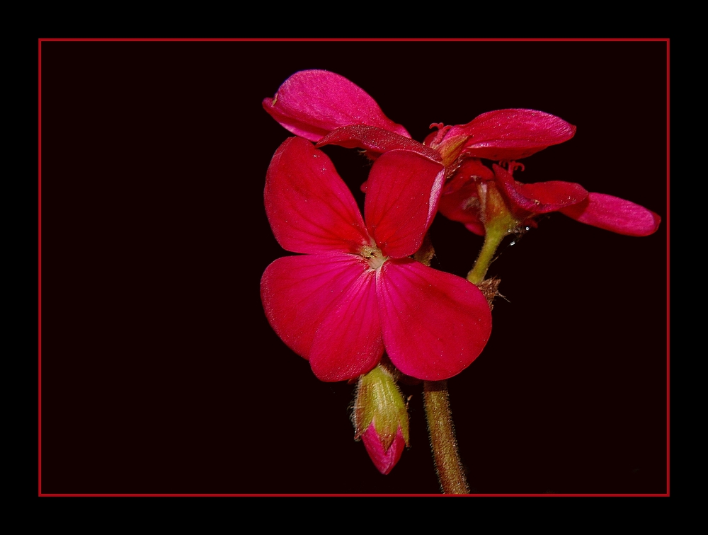 " Le bouton de géranium s’est ouvert )