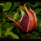 " le bouton de rose où se promenait hier la petite araignée "