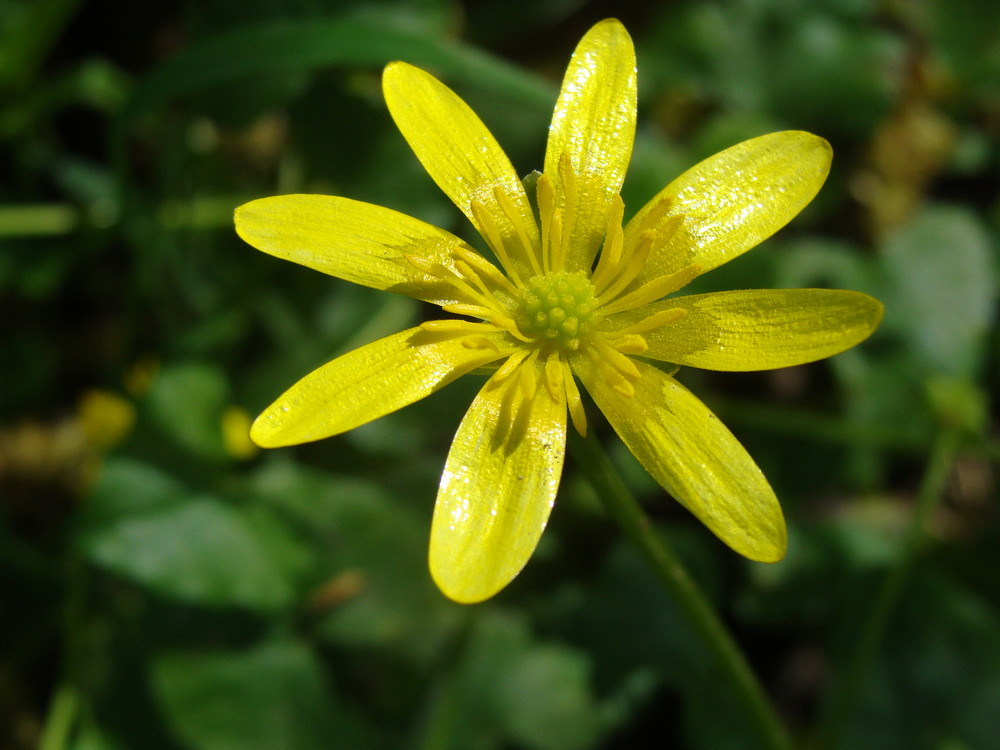 Le Bouton d'or