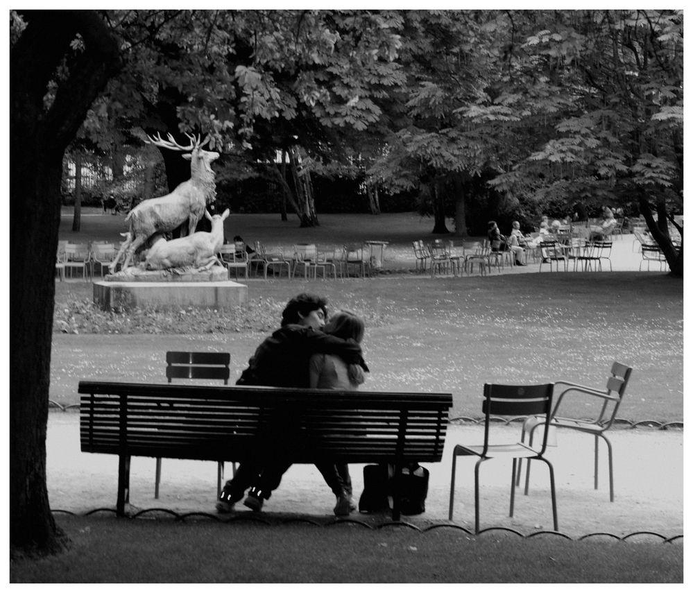 Le brame au jardin du Luxembourg