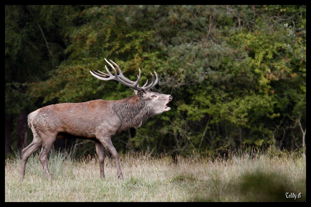 Le Brame du cerf.