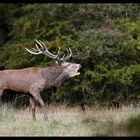 Le Brame du cerf.