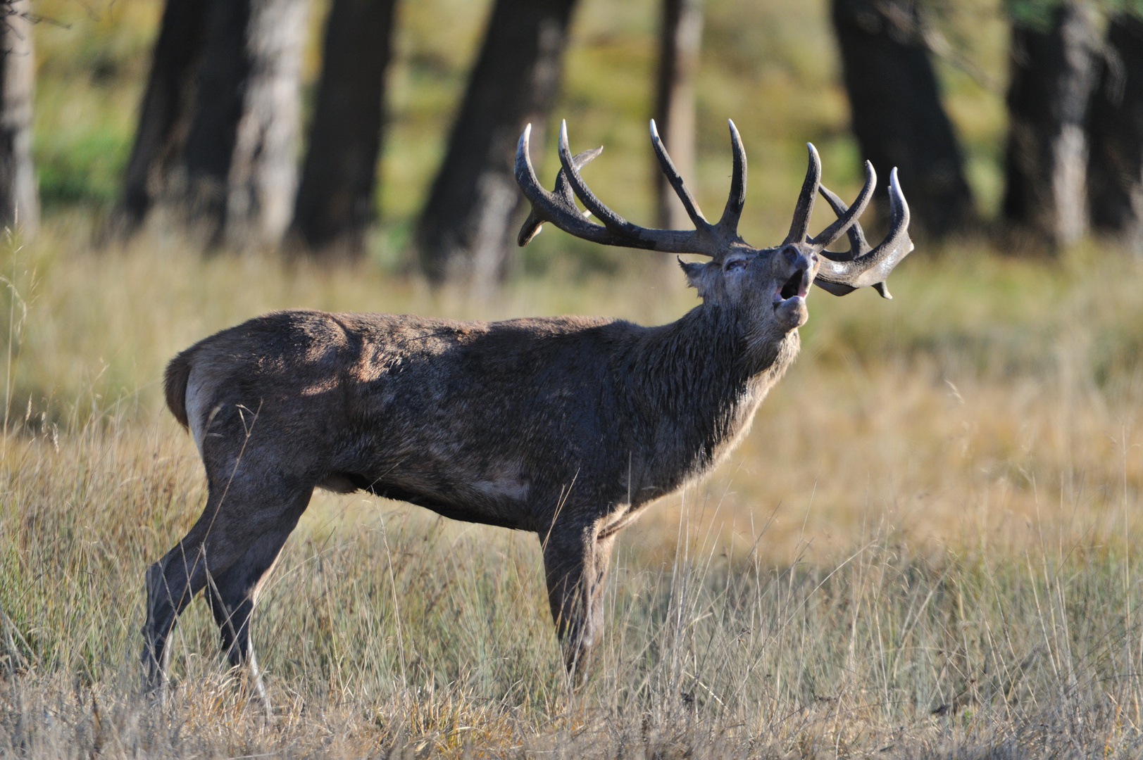 Le Brame du Cerf