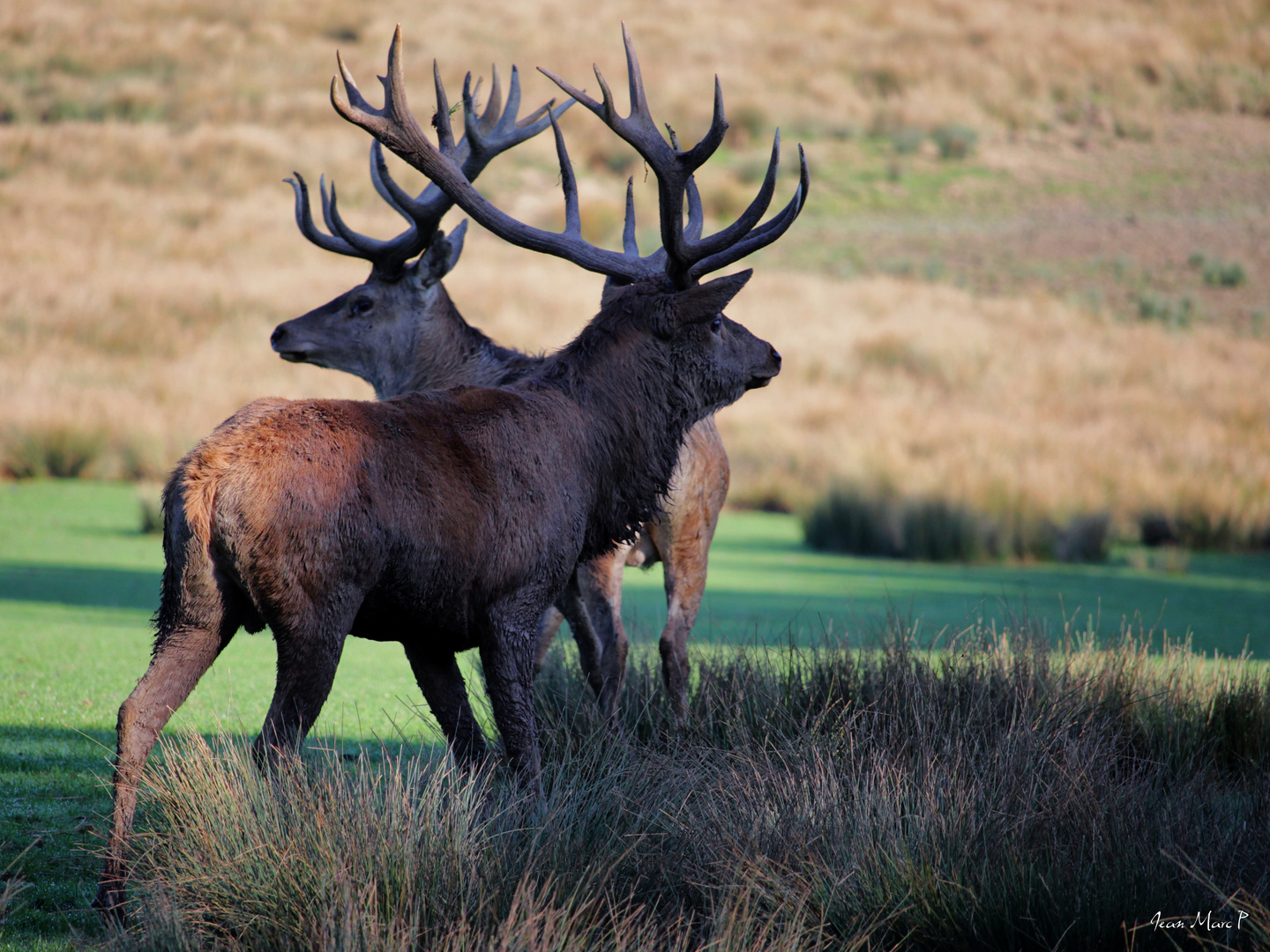 Le brame du cerf...