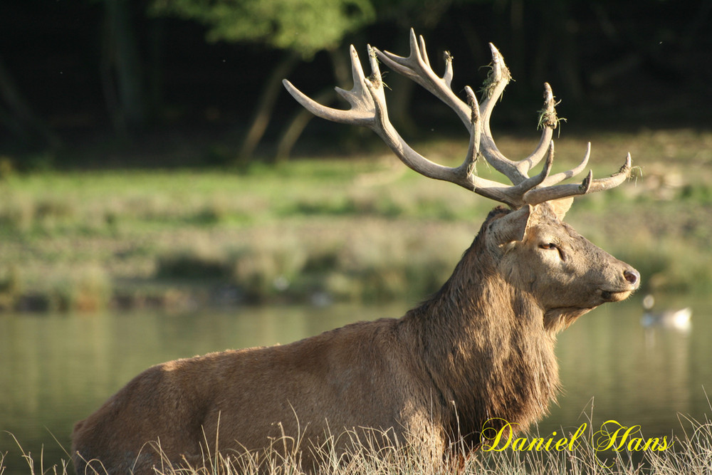 le brame du Cerf