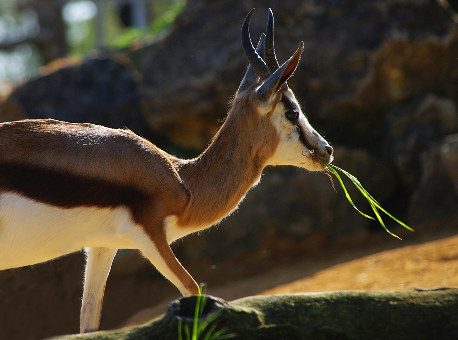 Le brin d'herbe (Eudorcas thomsonii, gazelle de Thomson)