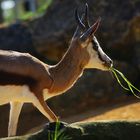 Le brin d'herbe (Eudorcas thomsonii, gazelle de Thomson)