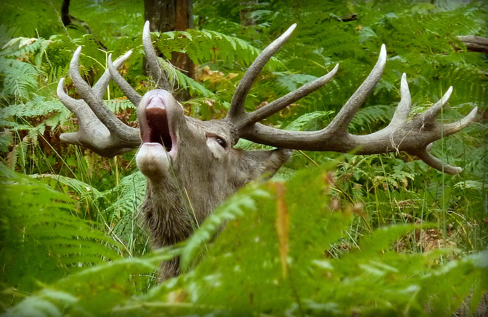 Le brâme du cerf