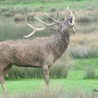 le brâme du cerf à l'automne