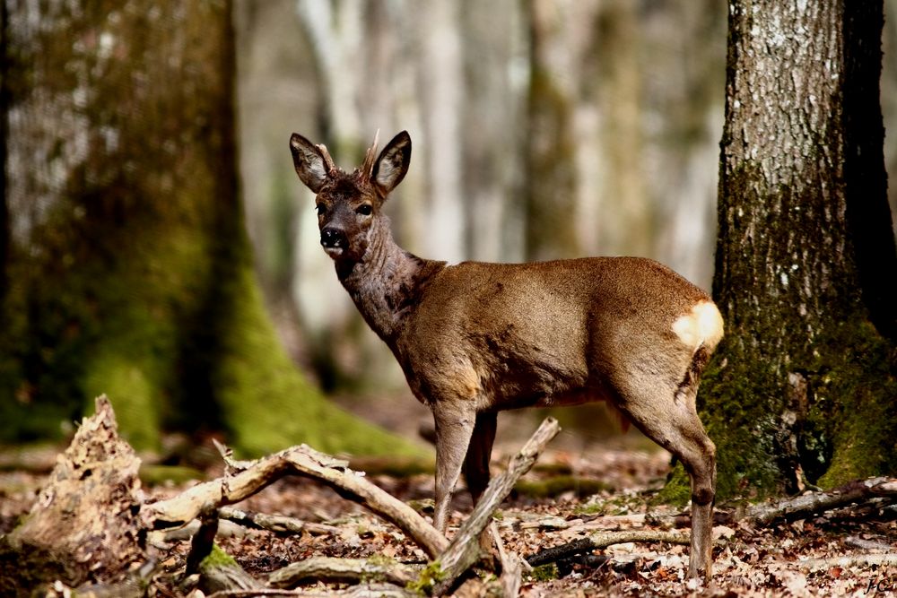 " Le brocard aux bois cassés "