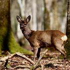 " Le brocard aux bois cassés "