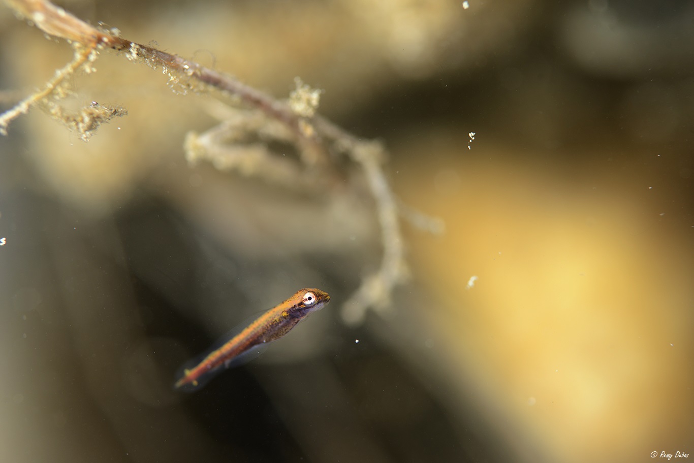 Le brocheton de Serre-Ponçon ©Remy Dubas Photographies