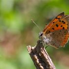 Le Bronzé, le Cuivré commun