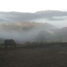 le brouillard dans la vallée