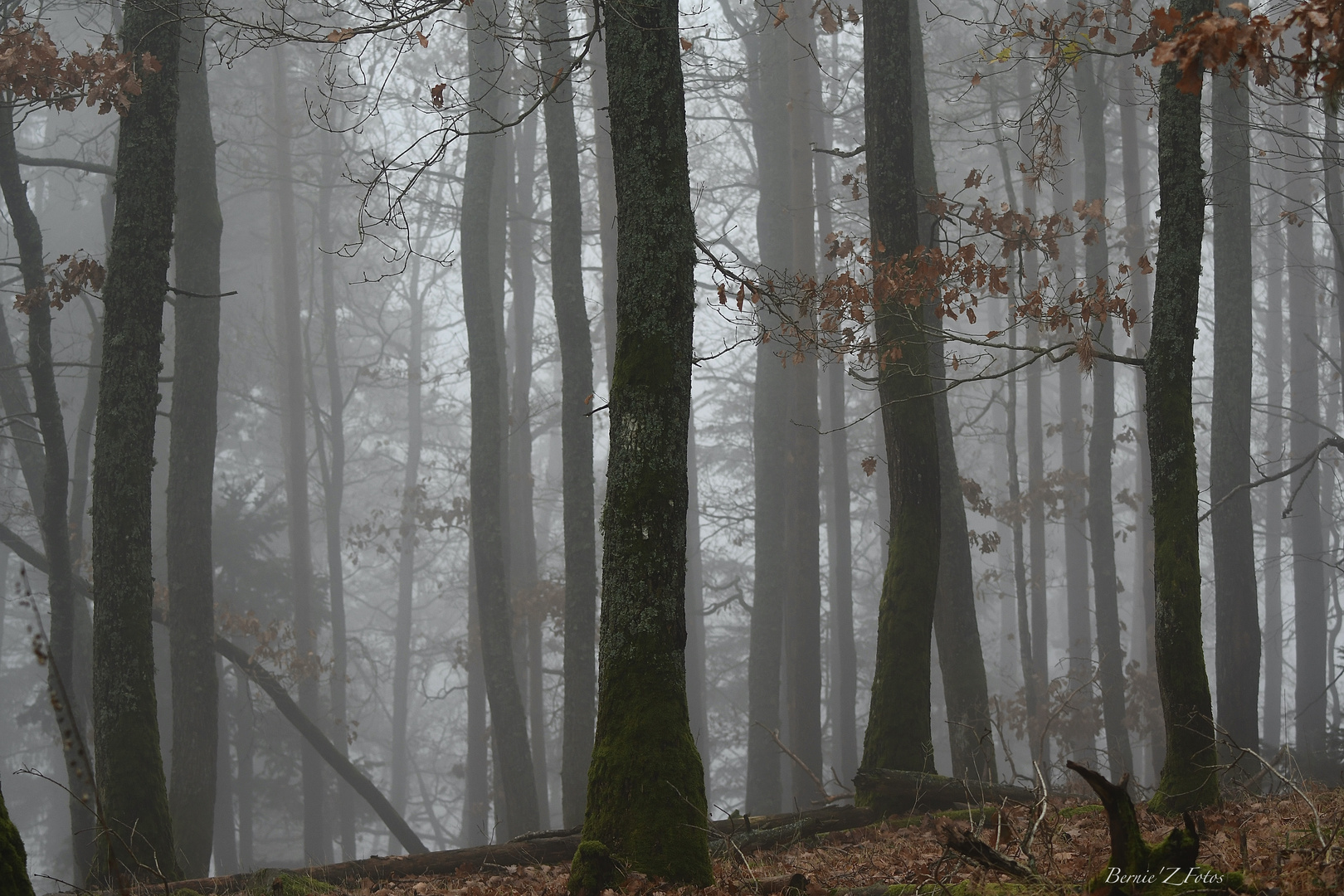 Le brouillard monte