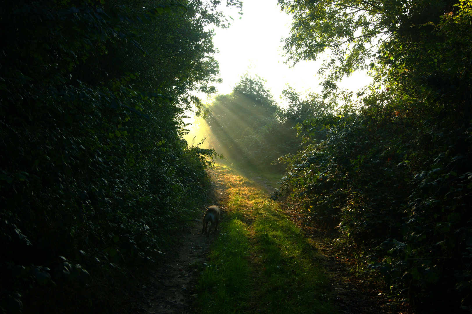 le brouillard se lève 