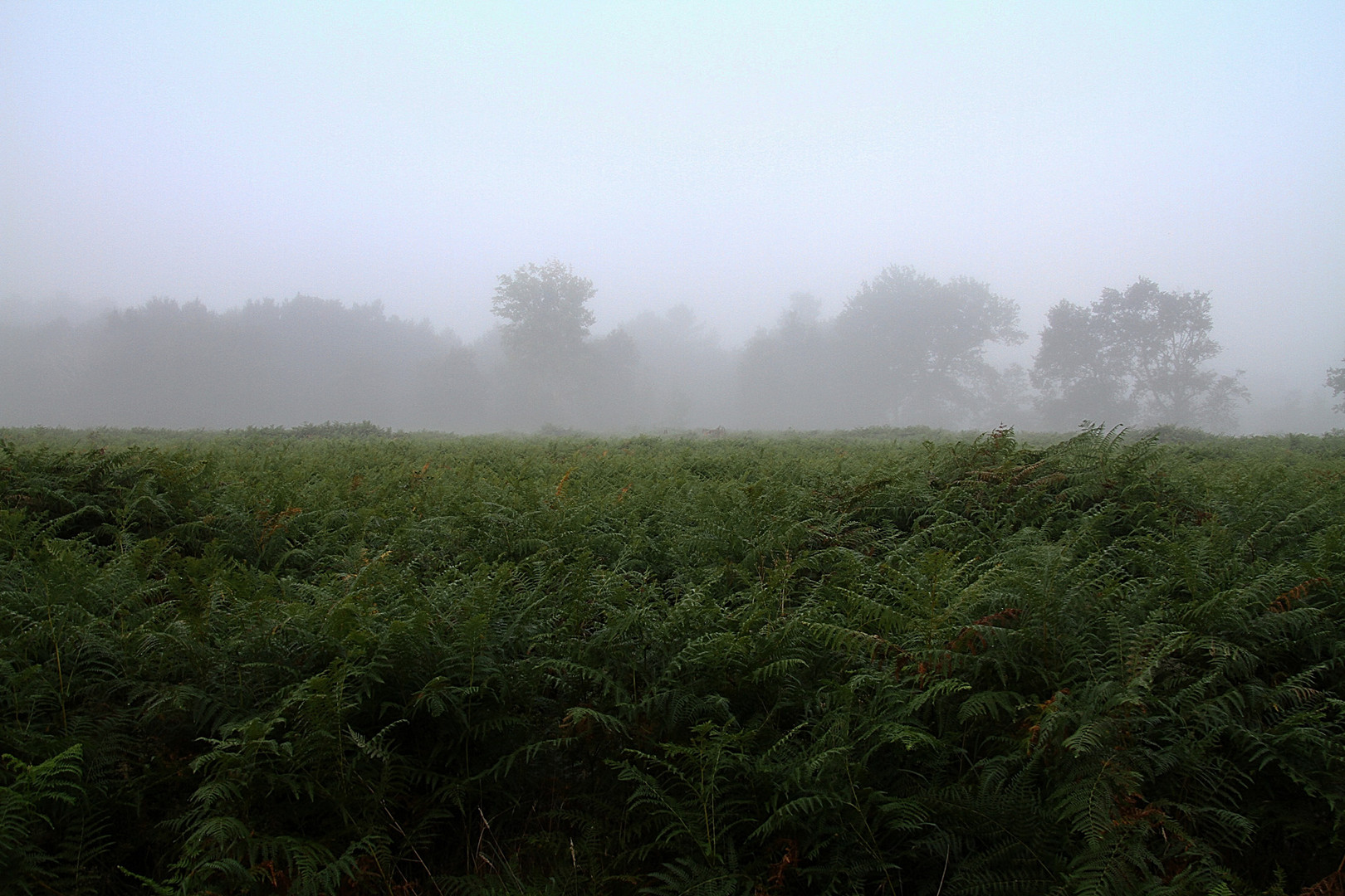 le brouillard s'est levé !!