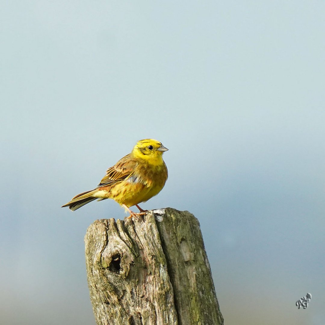 Le bruant jaune