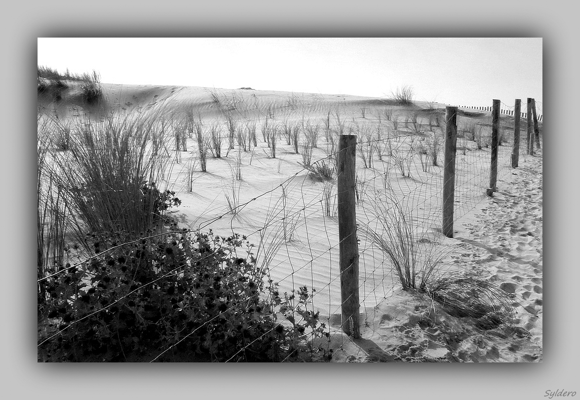 Le bruit de la dune