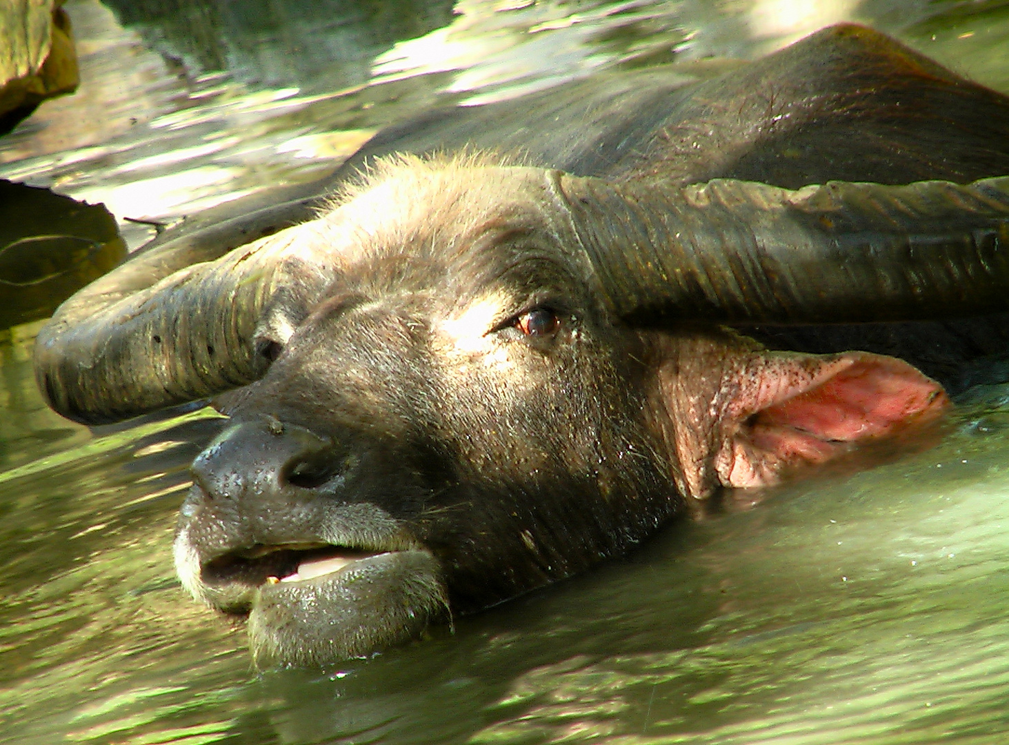 Le buffle d'eau