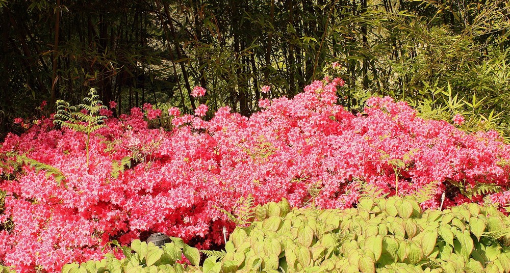 LE BUISSON ARDENT photo et image jardins, ligerien, nature Images