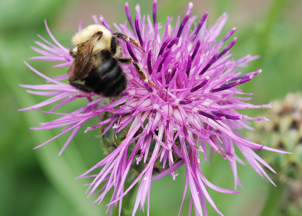 Le "Bumble Bee" au travail