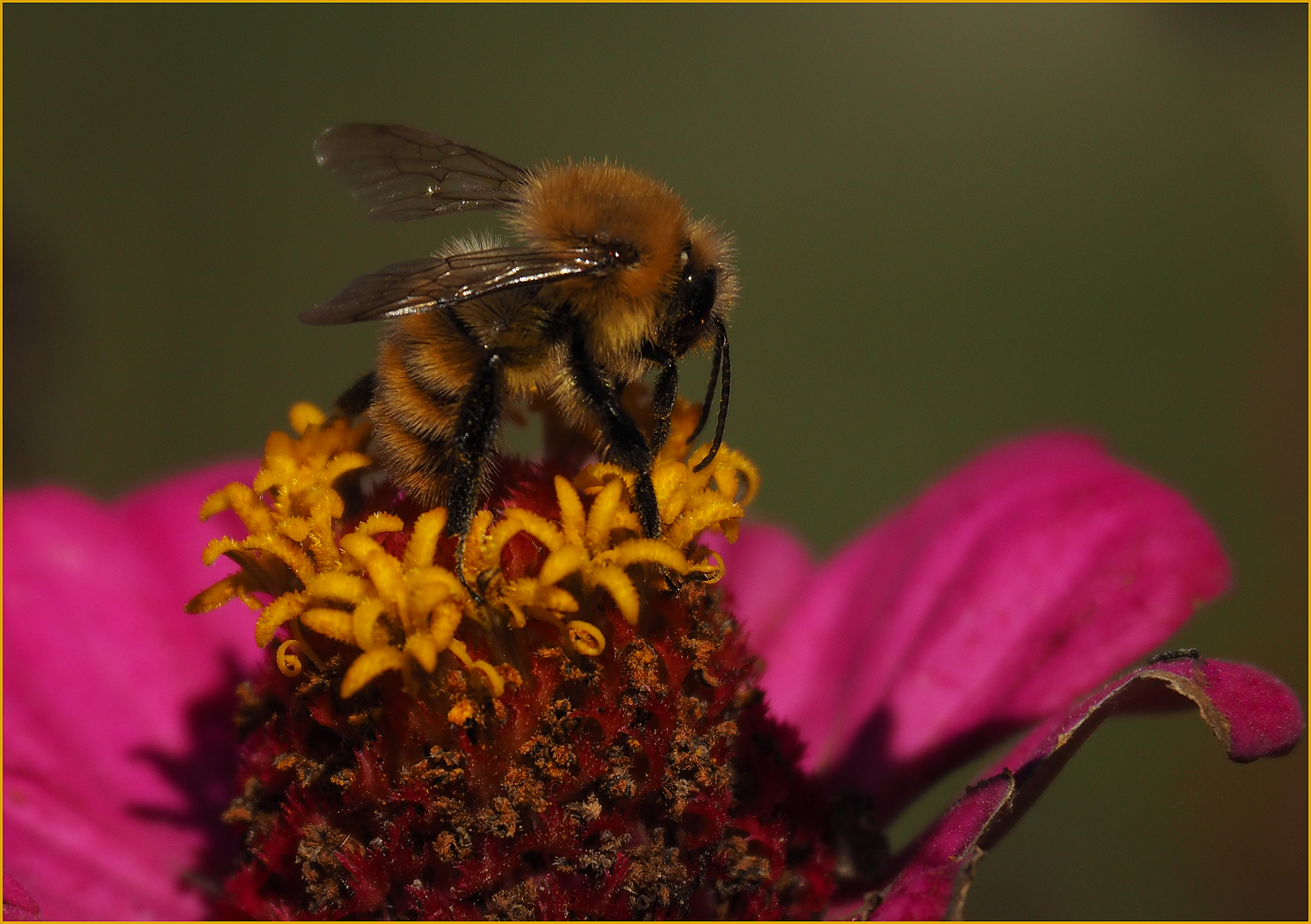 Le butinage continue…