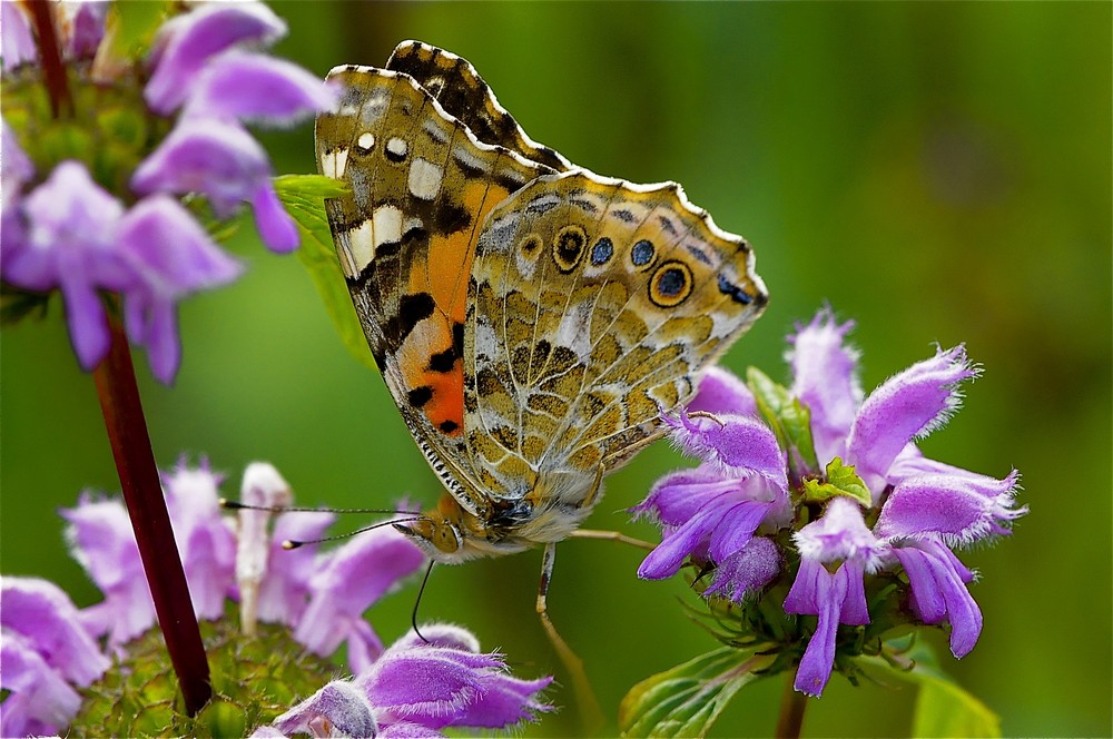 LE BUTINAGE DU PAPILLON