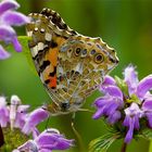 LE BUTINAGE DU PAPILLON