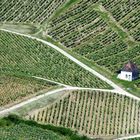 le cabanon dans les vignes.