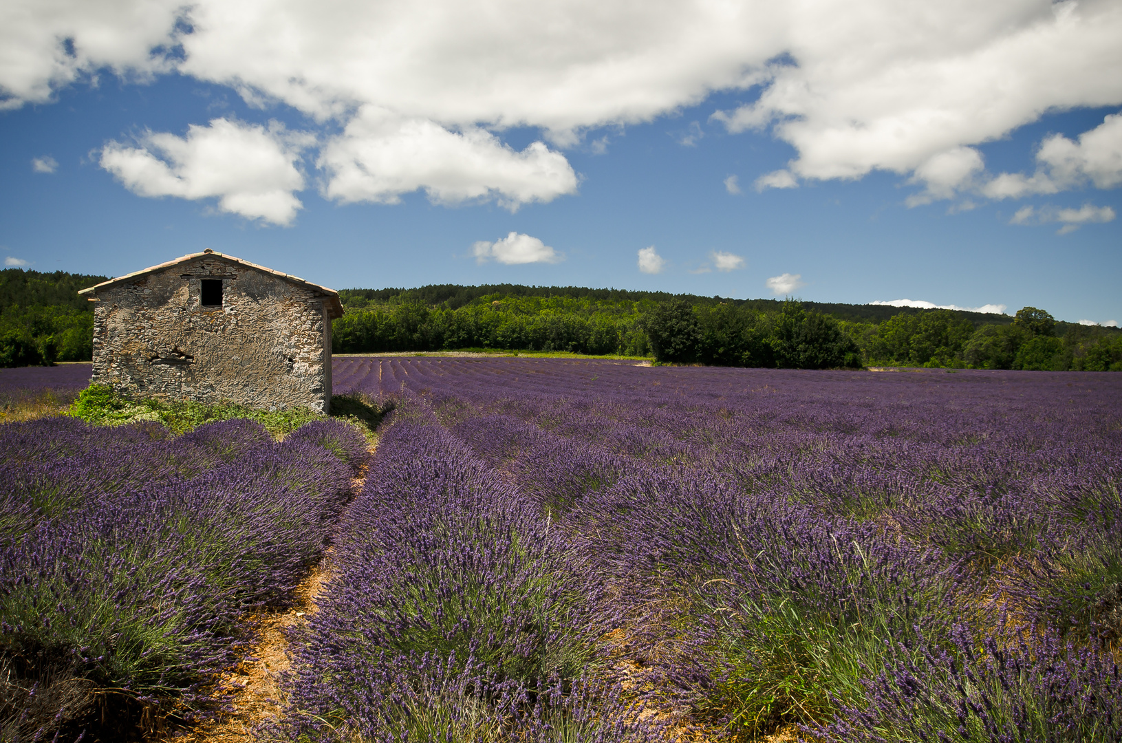 Le cabanon des lavandes