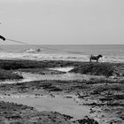 Le cabot qui aboyait après la mer