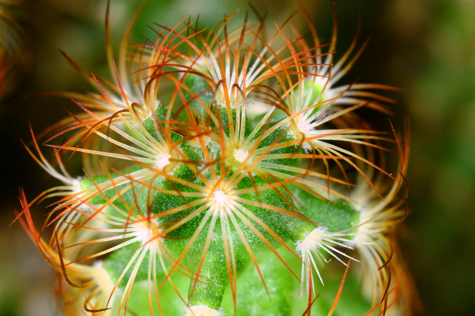 Le cactus au plus près, ou bien une anémone ... !