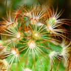 Le cactus au plus près, ou bien une anémone ... !