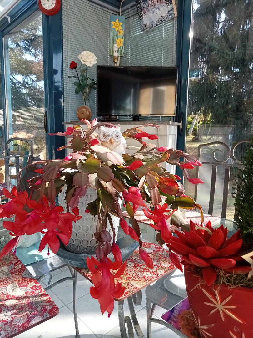 Le cactus de Noel en fleurs dans la véranda