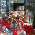 Le cactus de Noel en fleurs dans la véranda