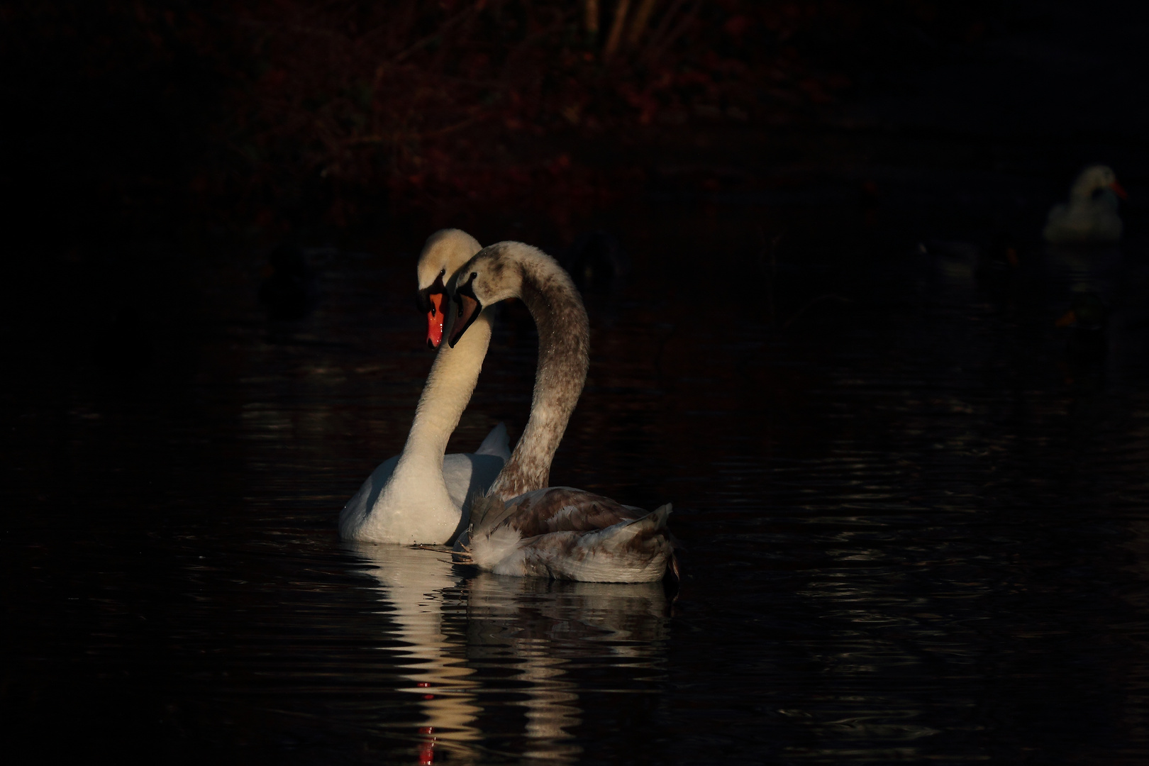 le Calin du Cygne