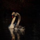 le Calin du Cygne