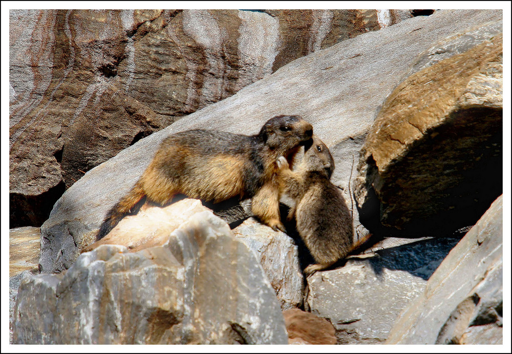 le calin