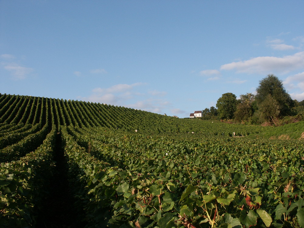 Le calme avant les vendanges