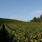 Le calme avant les vendanges