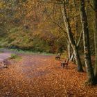 Le calme de Brocéliande