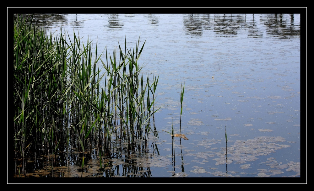 " Le calme sur le marais "